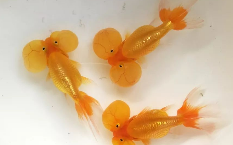 水泡金鱼水深多少合适