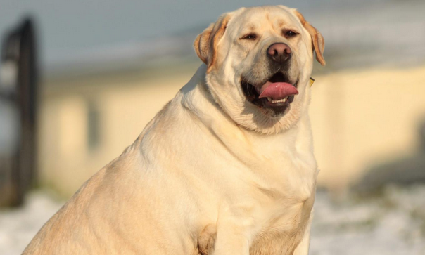 "犬治理","新考点" 这份禁养犬名录你怎么看? "犬治理","新考点" 这份禁养犬名录你怎么看?