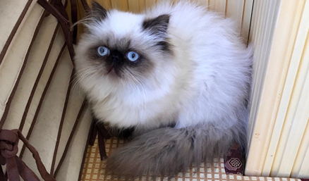 网球王子里的猫叫什么是什么品种 网球王子里的猫叫什么是什么品种