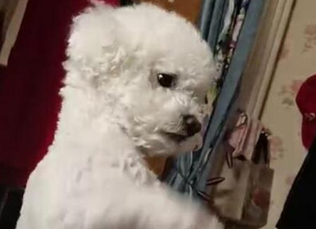 爱犬送到宠物店洗澡却走失,后从高楼坠下死亡,主人:母亲心疼得整夜失眠 爱犬送到宠物店洗澡却走失,后从高楼坠下死亡,主人:母亲心疼得整夜失眠
