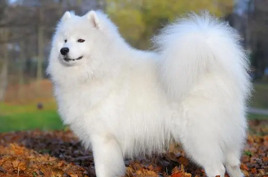 小型爱斯基摩犬图片大全