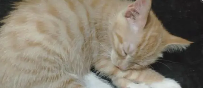 与女友逛街碰上只流浪猫,一路尾随网友果断抱回家,猫生大转变 与女友逛街碰上只流浪猫,一路尾随网友果断抱回家,猫生大转变