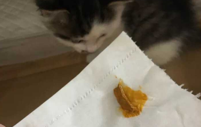 未满月小猫拉黄稀屎怎么办 未满月小猫拉黄稀屎怎么办