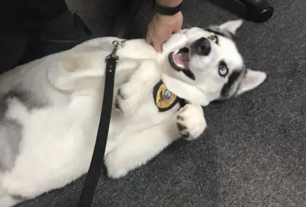 流浪哈士奇上岗做警犬,警察:我们就是看中它傻 流浪哈士奇上岗做警犬,警察:我们就是看中它傻