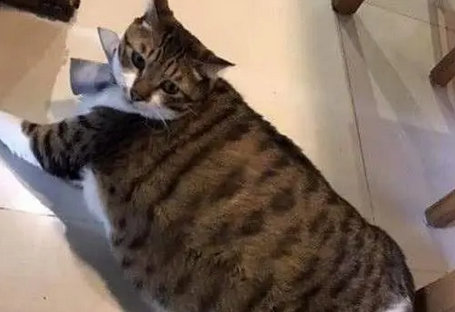 给奶奶养的小猫咪被送回来后,被网友称为“泡发的海参”! 给奶奶养的小猫咪被送回来后,被网友称为“泡发的海参”!
