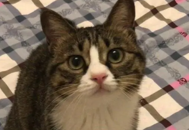 说话猫是什么意思 说话猫是什么意思