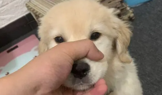 金毛很讨厌自己的主人,经常打扰它,狗:谁来救救我 金毛很讨厌自己的主人,经常打扰它,狗:谁来救救我