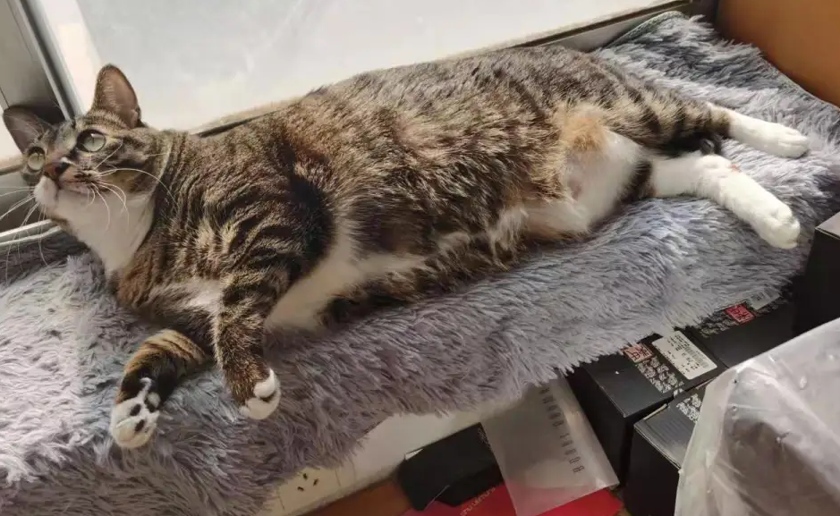 为什么养猫的男生是渣男 为什么养猫的男生是渣男