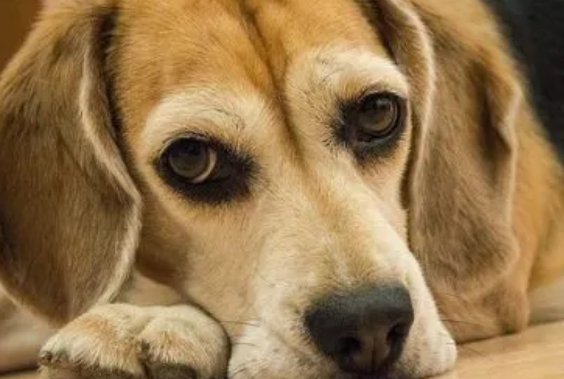 老年犬突然不吃东西