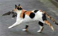 猫抓鸟回家什么征兆