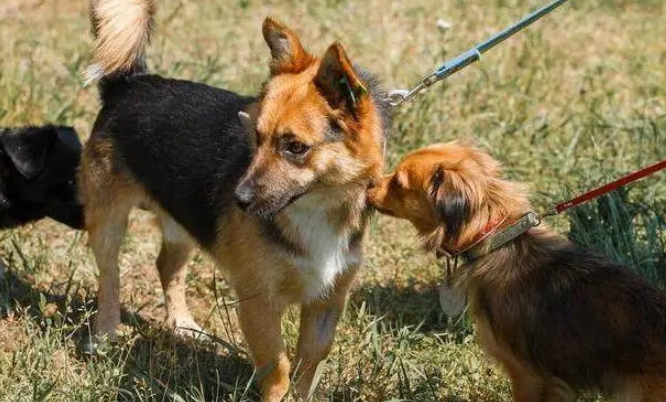 杨戳什么时候有哮天犬