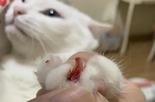 猫指甲剪出血不处理会自愈吗