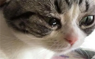小猫眼睛红肿流眼泪用什么眼药水