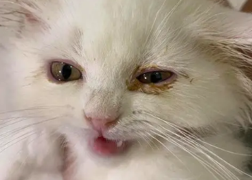 小猫眼睛上有眼屎导致眼睛睁不开用什么药