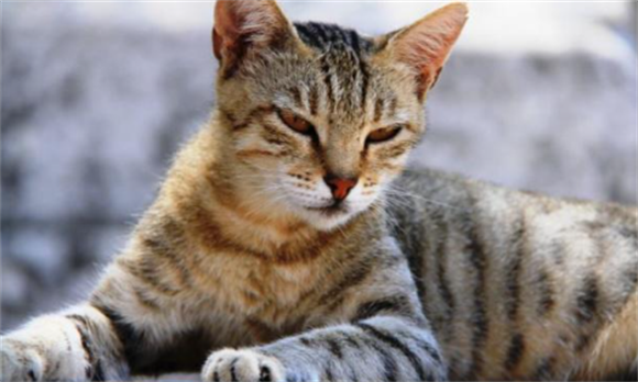 猫越养越凶脾气还越来越差 猫越养越凶脾气还越来越差