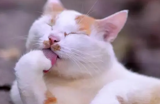猫总是不停地舔毛咋回事 猫总是不停地舔毛咋回事