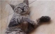 母猫不做绝育也不配种可以吗
