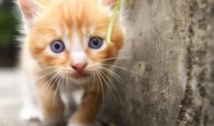 这群“00后” 守护野生豹猫的“生活圈” 这群“00后” 守护野生豹猫的“生活圈”