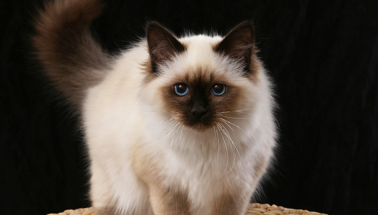 伯曼猫养的人多吗 伯曼猫养的人多吗