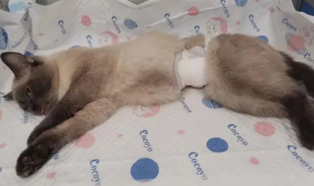 母猫怎么绝育 母猫怎么绝育