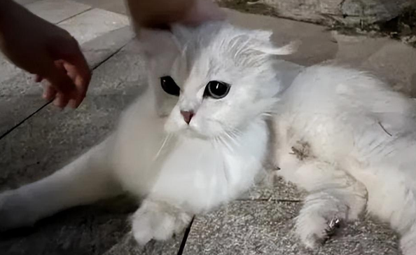 网友捡了只流浪猫回来,真的后悔了 网友捡了只流浪猫回来,真的后悔了