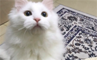 猫主人做害羞的事猫能看懂吗知乎