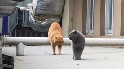 蓝猫离家出走后，再回来时带了一位伙伴，主人却不知该喜还是忧