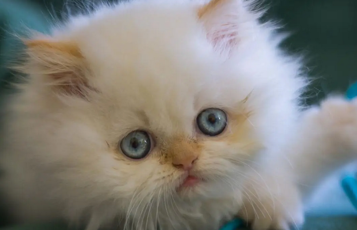 孩子在猫咖餐厅被猫咬伤 家长诉餐厅索赔6万元 孩子在猫咖餐厅被猫咬伤 家长诉餐厅索赔6万元