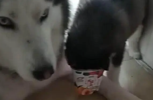 小哈士奇被酸奶杯套住，求助于亲妈，结果亲妈的反应让人哭笑不得