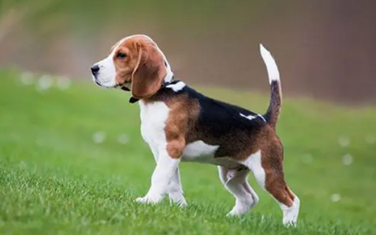 比格犬常见病大全，以及简单的防护措施