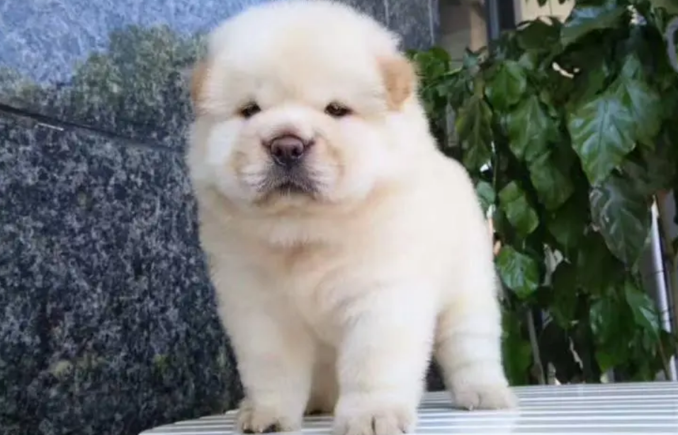小型中华松狮犬狮子犬图片 小型中华松狮犬狮子犬图片
