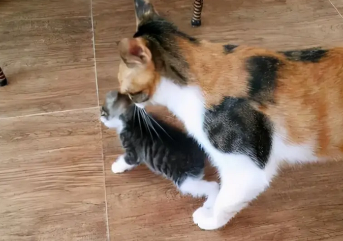 母猫为什么叼着小猫换地方