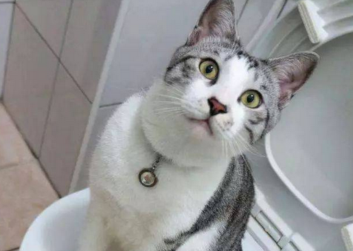 猫总是跑到卫生间惨叫
