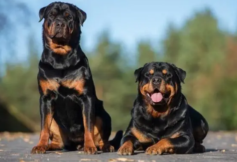 最佳护卫犬前十名 最佳护卫犬前十名