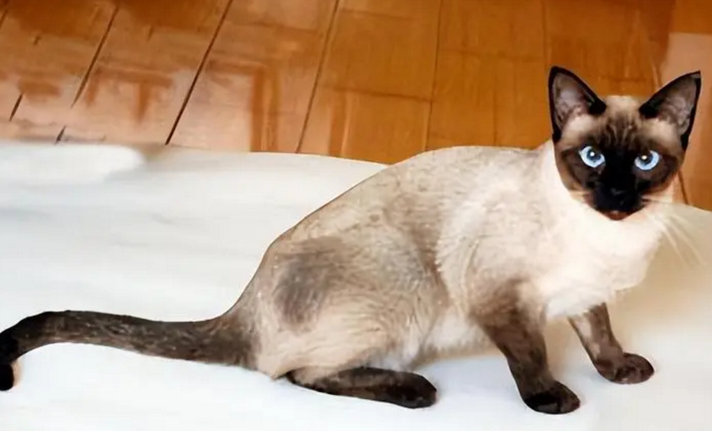 暹罗猫聪明吗 性格刚烈好动的猫咪
