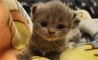 猫一只眼睛流泪是怎么回事