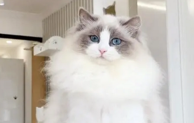 猫有什么品种