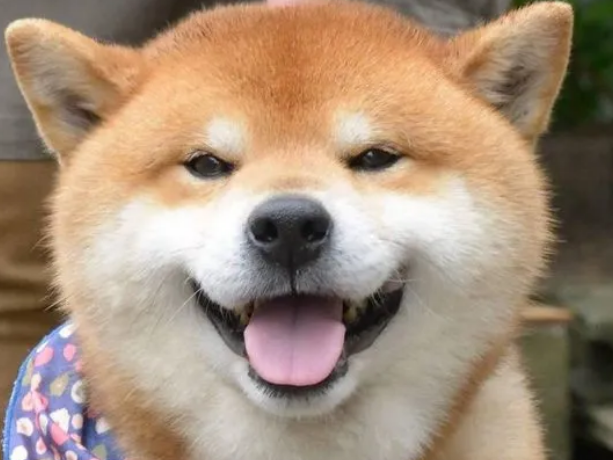 日狗的方法 日狗的方法