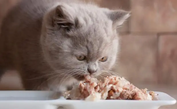 十种简单的自制猫咪食谱 十种简单的自制猫咪食谱