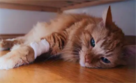 猫有狂犬病会死吗