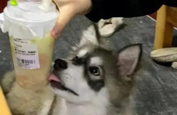 狗能喝奶茶吗