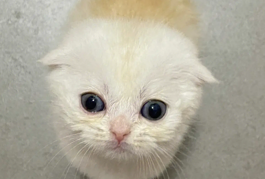主人把小奶猫放嘴里,母猫瞬间被激怒,凶狠的看着主人:你敢! 主人把小奶猫放嘴里,母猫瞬间被激怒,凶狠的看着主人:你敢!
