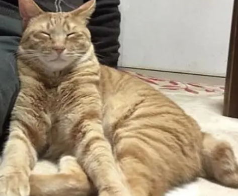老人失去家人,和橘猫相依为命,猫咪用陪伴让老人走出悲伤 老人失去家人,和橘猫相依为命,猫咪用陪伴让老人走出悲伤