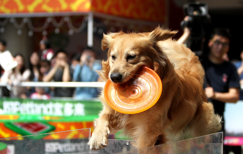 世界犬业联盟中国赛在长春举行,吸引众多参赛者 世界犬业联盟中国赛在长春举行,吸引众多参赛者