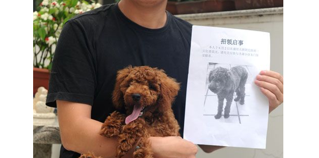 泉州1年上百只狗走失 如何让走丢的狗狗需找回家的路引起人们的关注 泉州1年上百只狗走失 如何让走丢的狗狗需找回家的路引起人们的关注