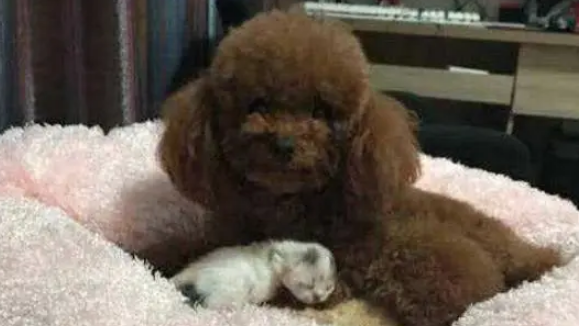 泰迪看上了小奶猫,趁猫妈不注意快速叼了一只,主人:你是公的 泰迪看上了小奶猫,趁猫妈不注意快速叼了一只,主人:你是公的
