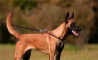 为什么马里努阿犬是禁养犬吗图片