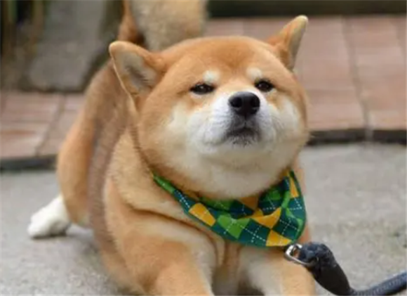 柴犬是秋田犬吗?正确区分它们之间的差别 柴犬是秋田犬吗?正确区分它们之间的差别