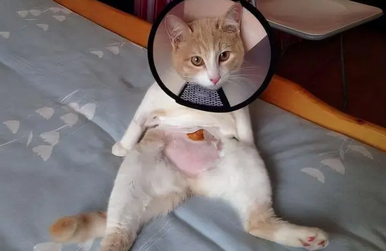 母猫多大绝育比较好 母猫多大绝育比较好