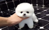 袖珍犬介绍怎么形成的